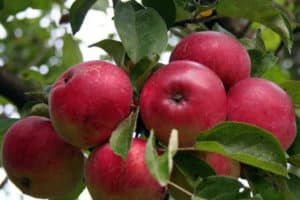 Sibirya'da bir elma ağacının dikimi ve bakımı, yetiştirme özellikleri ve en iyi çeşitleri