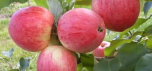 En quines regions és millor plantar la varietat de poma Canyella nova, descripció de fruites i característiques del gust
