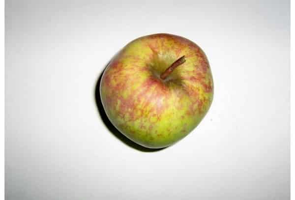 Kutuzovets jablko