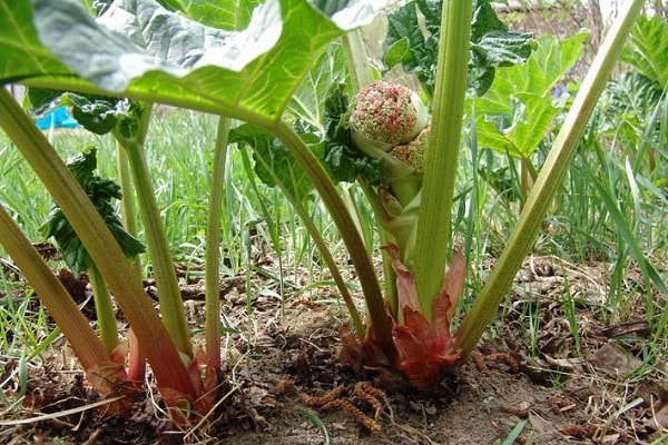 types of rhubarb