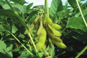 Beschreibung und Eigenschaften von Sojabohnensorten in Russland und der Welt, ultra-frühe Reifung und hohe Erträge