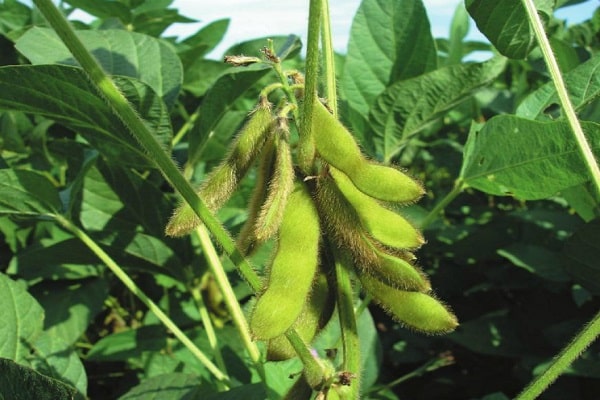 mga soybeans sa Russia