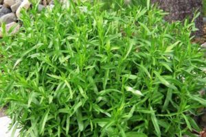Varieties and types of bush tarragon, how to choose a fragrant tarragon and its use