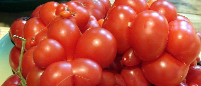 kypsät tomaatit
