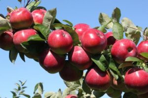 What varieties of apple trees are better to plant in the Urals, features of choice and characteristics of species