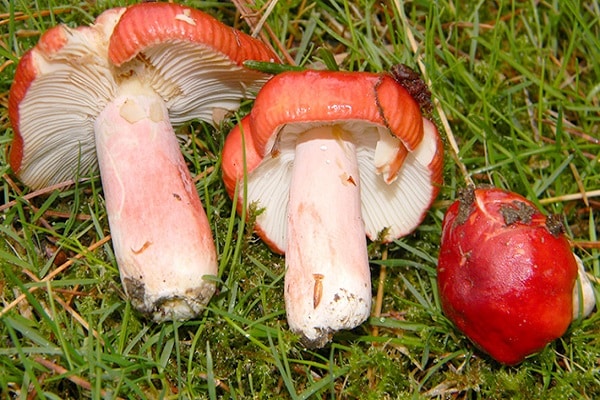 funghi per la salatura