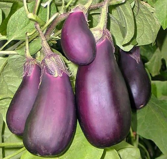 Balagur patlıcan