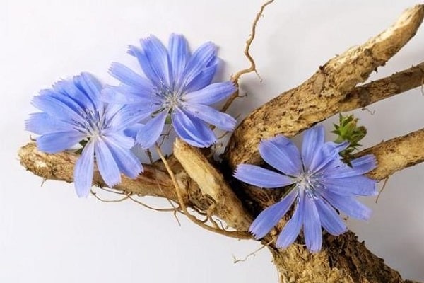 Jak zbierać i suszyć korzeń cykorii i kwiaty w domu
