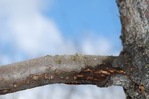 Pourquoi le tronc du pommier devient-il noir et les branches sèchent, comment guérir l'arbre et que faire
