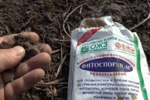 Instructies voor het gebruik van de meststof Fitosporin in de tuin