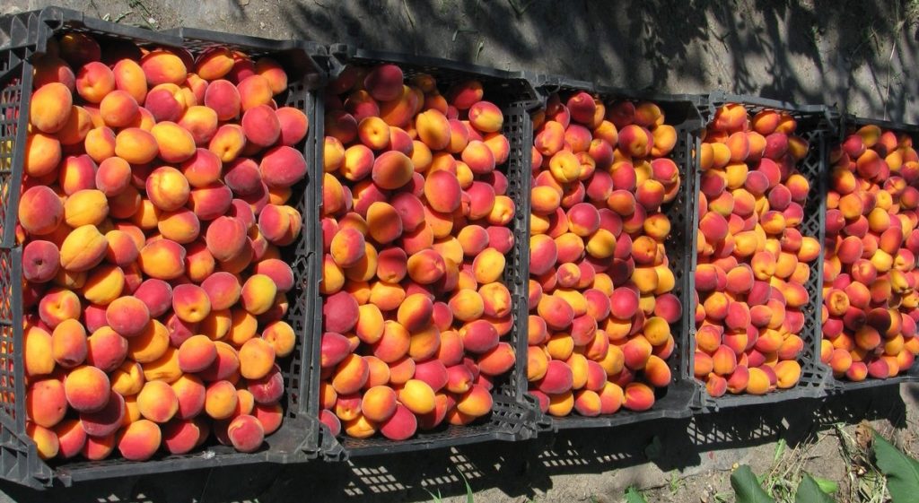 apricots in boxes