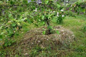 Jak můžete mulčovat jabloň, organické a anorganické materiály, sekat trávu