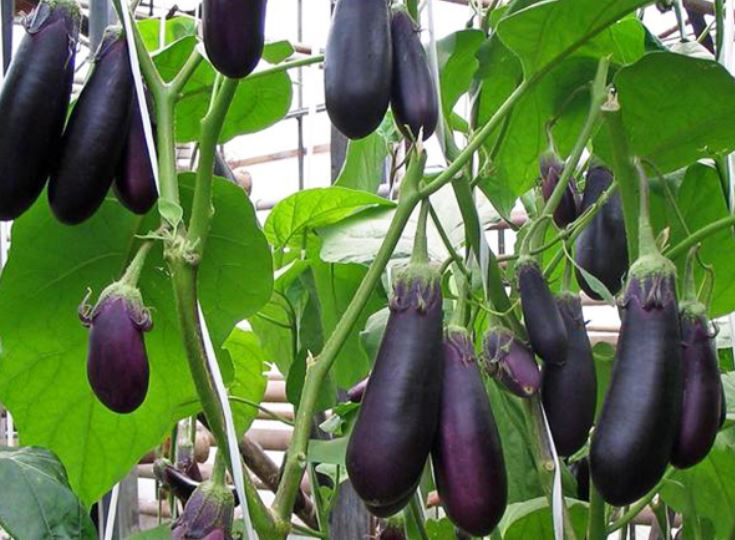 eggplant bushes joker