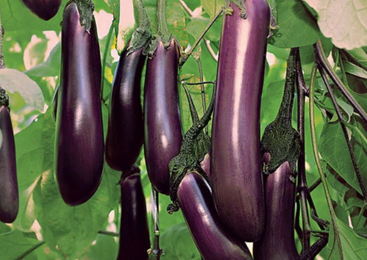 Banana eggplant