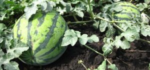 Landbrugsteknologi til dyrkning af vandmeloner i det åbne felt og i et drivhus i Sibirien, plantning og pleje