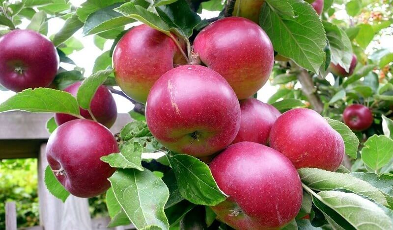 măr de bucurie toamna