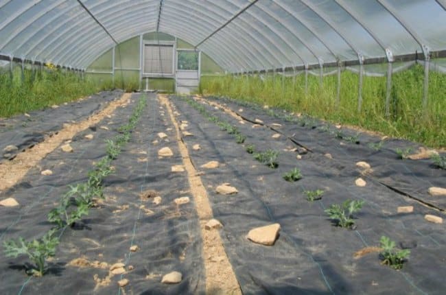large greenhouse