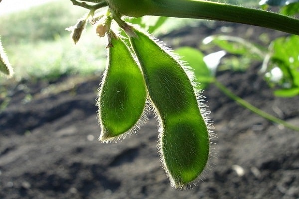 uprawy z herbicydami