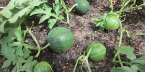 Technologie voor het kweken van watermeloenen in het open veld, bodemselectie, vorming en verzorging