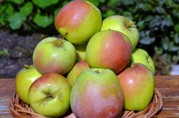 ต้นแอปเปิ้ลพันธุ์ Khakassia
