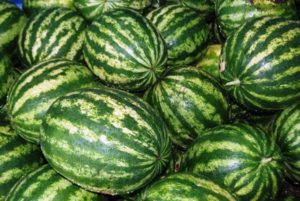 Kenmerken en beschrijving van het watermeloenras Producent: teelt, verzameling en opslag