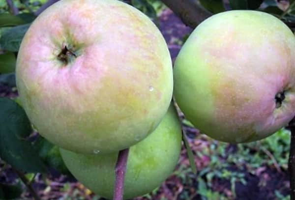 Kutuzovets jablká