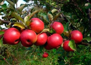 Opis i karakteristike sorte jabuke Jesenja radost, uzgoj i prinos