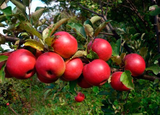 cây táo niềm vui mùa thu