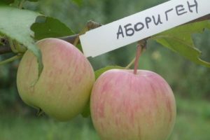 Description of the apple variety Aboriginal and the main characteristics of the culture, growing regions