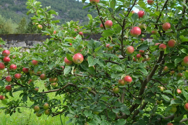 ripening and fruiting