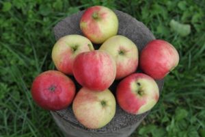 Opis, karakteristike i područja rasprostranjenosti sorte jabuka Afrodita