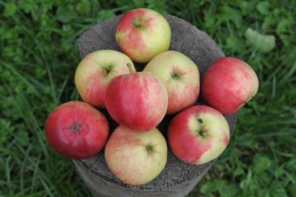 šireći stablo jabuka