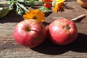 Omenolajikelajikkeen kuvaus ja ominaisuudet Scarlet-kukka, sato ja talvikyky