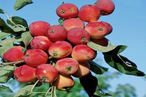 Aljonuška ābeļu selekcijas vēsture, īpašības un apraksts, audzēšanas reģioni