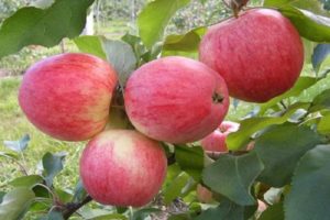 สำหรับภูมิภาคใดที่มีการพัฒนาความหลากหลายของต้นแอปเปิ้ล Alenushkino คำอธิบายและลักษณะ