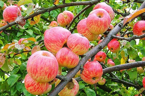 ต้นแอปเปิ้ล avenarius