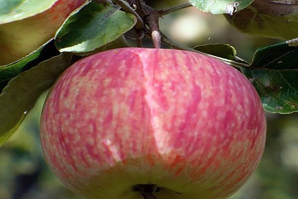 wady jabłoni