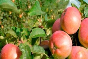 Pro și contra de soiuri de mere Avenarius, caracteristici de duritate de iarnă și regiuni în creștere