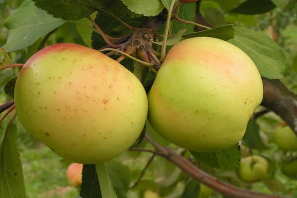 Odmiany jabłoni