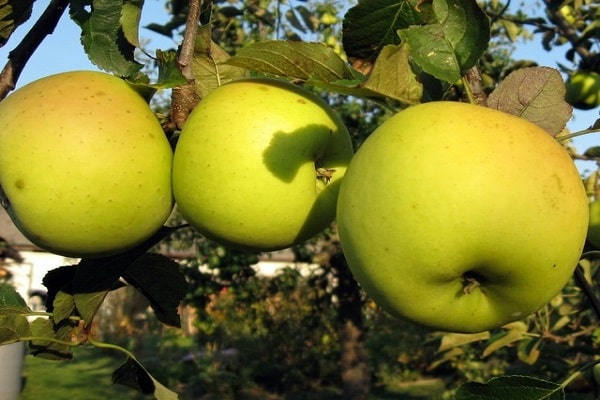 omenapuu alkaa
