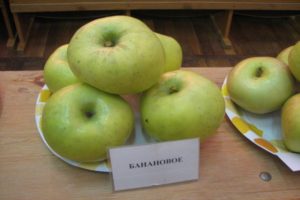 Mô tả về giống chuối táo: chín và kết trái, nó mọc ở vùng nào