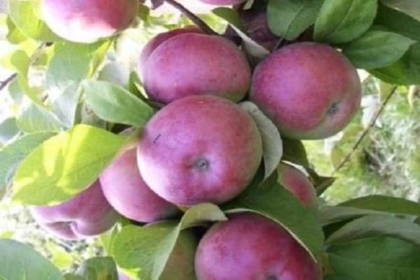 Eigenschaften des Apfelbaums