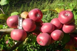 Características y descripción de los manzanos de Bayan, regiones de cultivo y reseñas de jardineros.