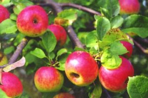 Charakterystyka i opis odmiany jabłek Bellefleur Bashkir, rejonów uprawy i zimotrwałości