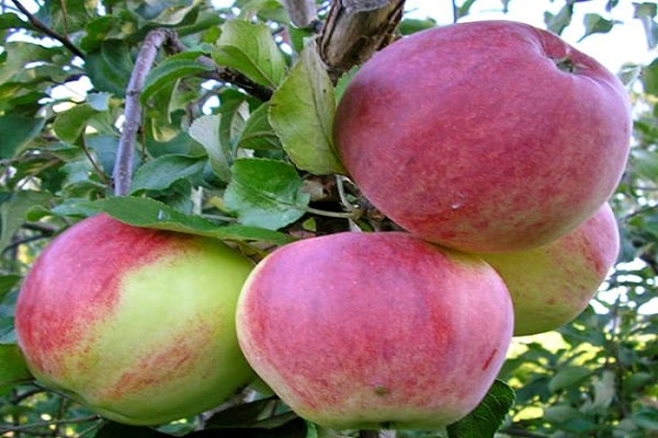 คำอธิบายและลักษณะของพันธุ์ไม้แอปเปิ้ล Bessemyanka Michurinskaya ภูมิภาคของการกระจายและบทวิจารณ์ของชาวสวน