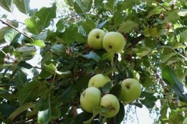 Descripción y características de la variedad de manzana Bessemyanka Michurinskaya, regiones de distribución y reseñas de jardineros.