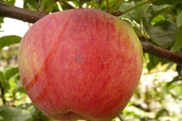 Opis a charakteristika odrody jabloní Bessemyanka Michurinskaya, oblasti distribúcie a recenzie záhradníkov