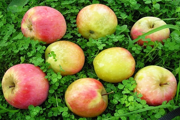 Description and characteristics of the apple variety Bessemyanka Michurinskaya, regions of distribution and reviews of gardeners