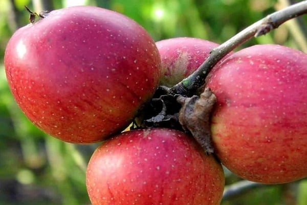 Opis i karakteristike sorte jabuka Bessemyanka Michurinskaya, područja rasprostranjenosti i recenzije vrtlara