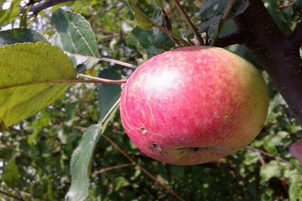 Bessemyanka Michurinskaya-omenapuulajikkeen kuvaus ja ominaisuudet, levinneisyysalueet ja puutarhurit